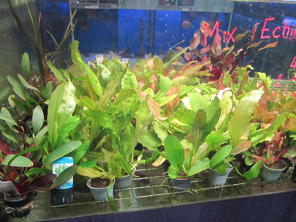 Plantes d'aquarium SUR SUPPORT : Microsorum Windelov sur Racine avec  Ventouse Taille Nano pour aquarium eau douce - 21.95€