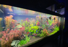 Idées magnifiques décoration d'aquarium